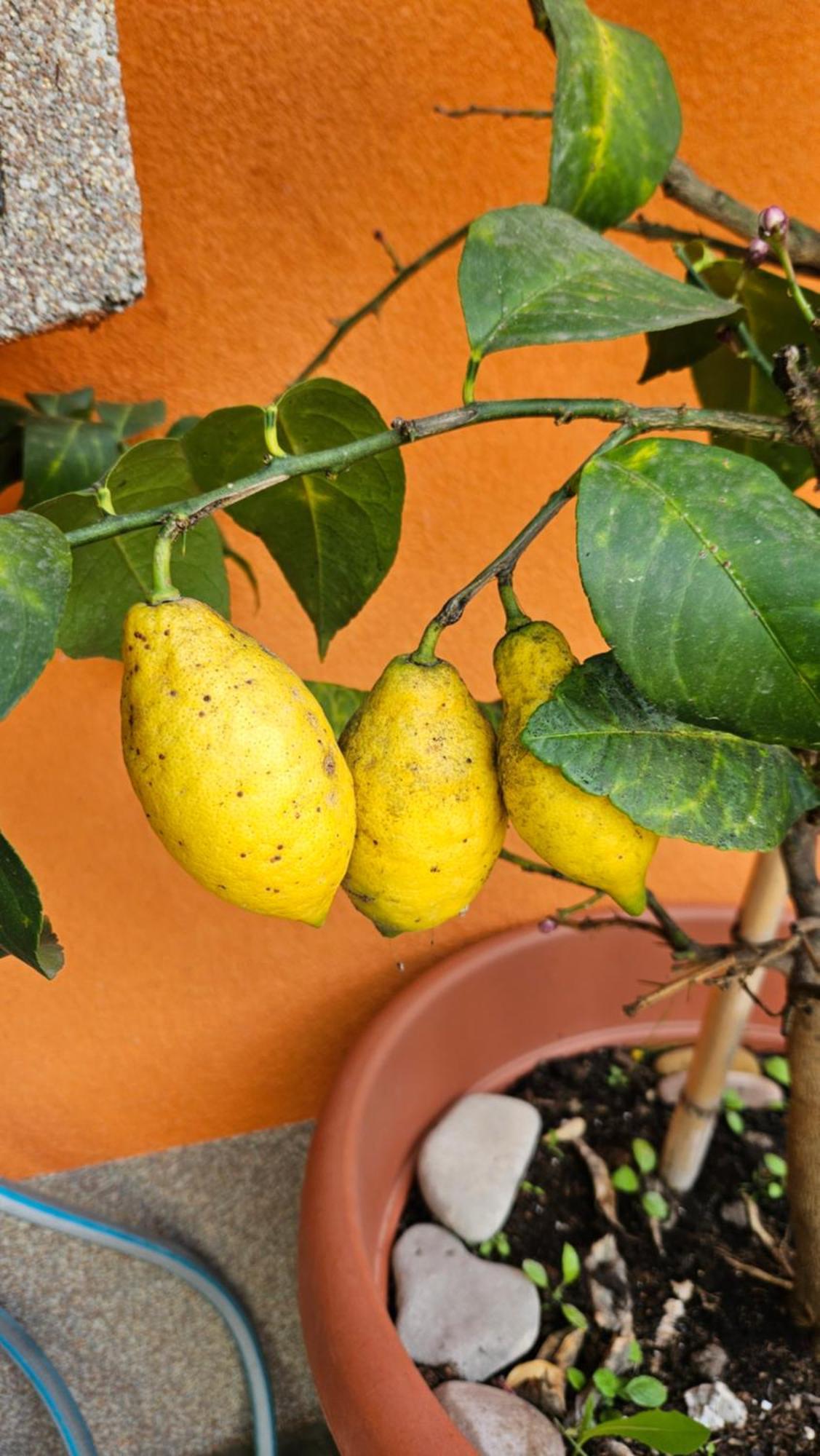 Mexicana Apartment Yellow ザダル エクステリア 写真