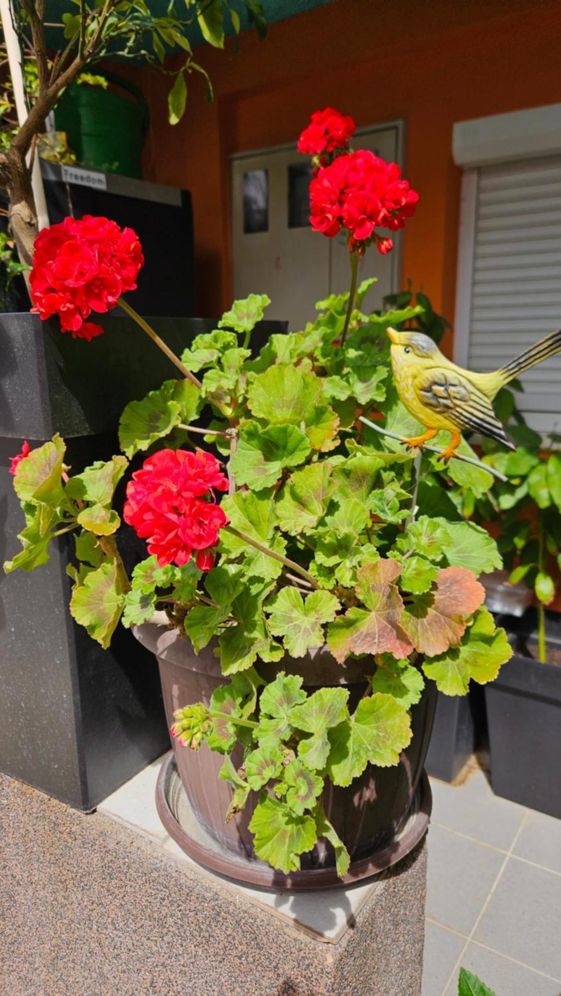 Mexicana Apartment Yellow ザダル エクステリア 写真